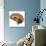 Human Brain Anatomy, Artwork-null-Photographic Print displayed on a wall