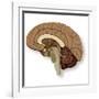 Human Brain Anatomy, Artwork-null-Framed Photographic Print