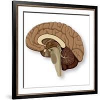 Human Brain Anatomy, Artwork-null-Framed Photographic Print