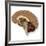 Human Brain Anatomy, Artwork-null-Framed Photographic Print