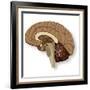 Human Brain Anatomy, Artwork-null-Framed Photographic Print