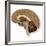 Human Brain Anatomy, Artwork-null-Framed Photographic Print