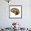 Human Brain Anatomy, Artwork-null-Framed Photographic Print displayed on a wall
