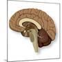 Human Brain Anatomy, Artwork-null-Mounted Photographic Print