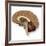 Human Brain Anatomy, Artwork-null-Framed Photographic Print