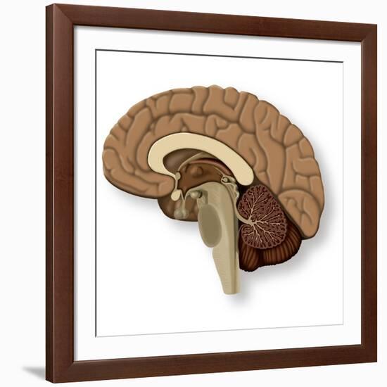 Human Brain Anatomy, Artwork-null-Framed Photographic Print