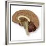 Human Brain Anatomy, Artwork-null-Framed Photographic Print