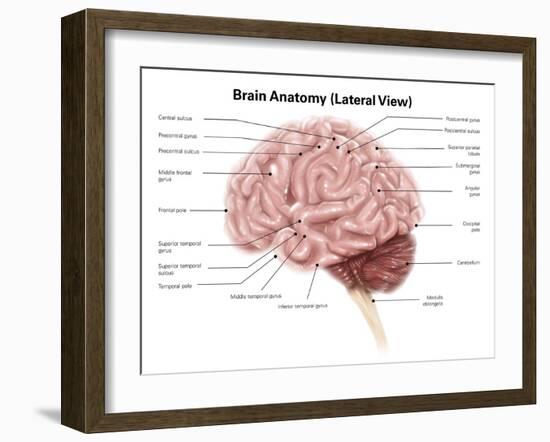 Human Brain Anatomy, Lateral View-Stocktrek Images-Framed Art Print