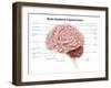 Human Brain Anatomy, Lateral View-Stocktrek Images-Framed Art Print