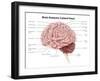 Human Brain Anatomy, Lateral View-Stocktrek Images-Framed Art Print