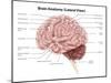 Human Brain Anatomy, Lateral View-Stocktrek Images-Mounted Art Print