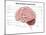 Human Brain Anatomy, Lateral View-Stocktrek Images-Mounted Art Print