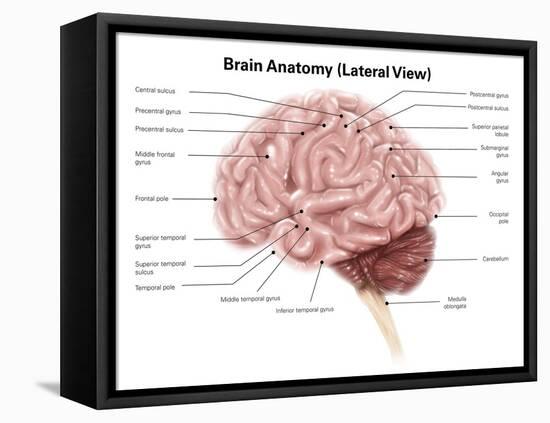 Human Brain Anatomy, Lateral View-Stocktrek Images-Framed Stretched Canvas