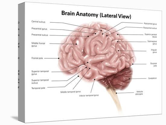 Human Brain Anatomy, Lateral View-Stocktrek Images-Stretched Canvas