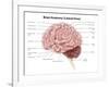 Human Brain Anatomy, Lateral View-Stocktrek Images-Framed Art Print