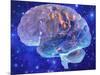 Human Brain, Computer Artwork-Mehau Kulyk-Mounted Photographic Print