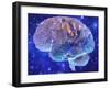 Human Brain, Computer Artwork-Mehau Kulyk-Framed Photographic Print