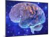 Human Brain, Computer Artwork-Mehau Kulyk-Mounted Photographic Print