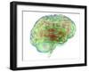 Human Brain,computer Artwork-PASIEKA-Framed Photographic Print