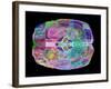 Human Brain, Computer Artwork-PASIEKA-Framed Photographic Print