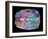 Human Brain, Computer Artwork-PASIEKA-Framed Photographic Print