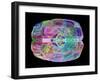 Human Brain, Computer Artwork-PASIEKA-Framed Photographic Print