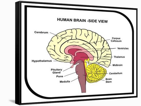 Human Brain Diagram-udaix-Framed Stretched Canvas