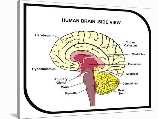 Human Brain Diagram-udaix-Stretched Canvas