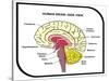 Human Brain Diagram-udaix-Stretched Canvas