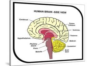 Human Brain Diagram-udaix-Stretched Canvas