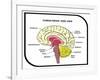 Human Brain Diagram-udaix-Framed Art Print