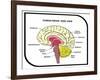 Human Brain Diagram-udaix-Framed Art Print