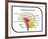 Human Brain Diagram-udaix-Framed Art Print