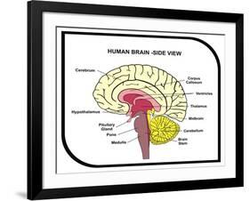 Human Brain Diagram-udaix-Framed Art Print