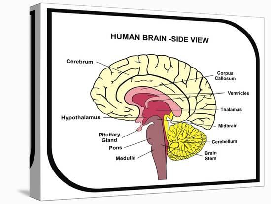 Human Brain Diagram-udaix-Stretched Canvas