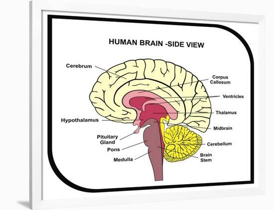 Human Brain Diagram-udaix-Framed Art Print