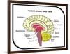 Human Brain Diagram-udaix-Framed Art Print