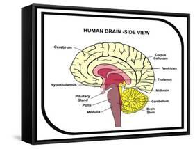Human Brain Diagram-udaix-Framed Stretched Canvas