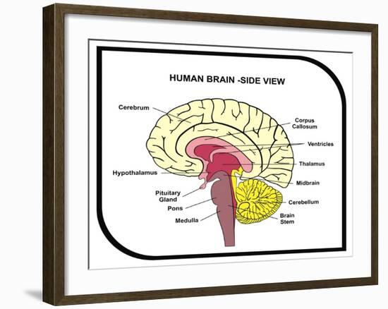 Human Brain Diagram-udaix-Framed Art Print