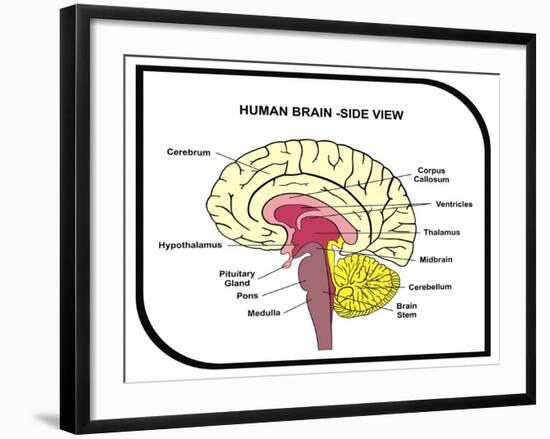 Human Brain Diagram-udaix-Framed Art Print