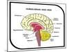 Human Brain Diagram-udaix-Mounted Art Print