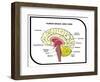 Human Brain Diagram-udaix-Framed Art Print