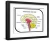 Human Brain Diagram-udaix-Framed Art Print