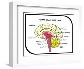 Human Brain Diagram-udaix-Framed Art Print