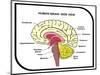 Human Brain Diagram-udaix-Mounted Art Print