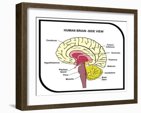 Human Brain Diagram-udaix-Framed Art Print