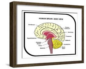 Human Brain Diagram-udaix-Framed Art Print