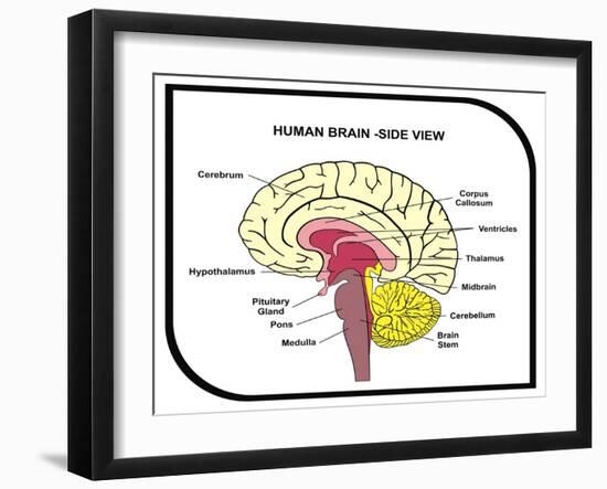 Human Brain Diagram-udaix-Framed Art Print