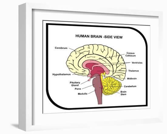 Human Brain Diagram-udaix-Framed Art Print