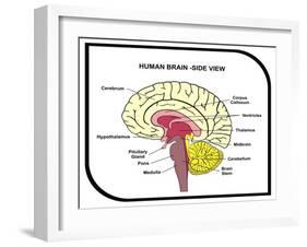 Human Brain Diagram-udaix-Framed Art Print